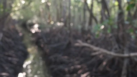 Creek in Mangrove Forest Stock Footage 136462873