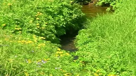 Creek in the meadow Video stock 9026924
