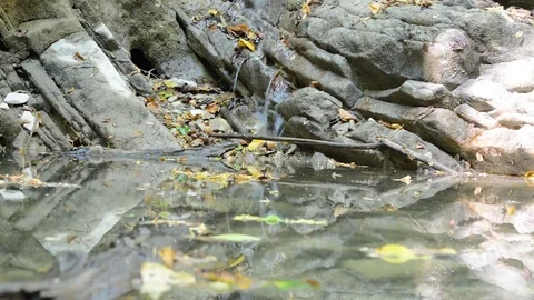 Creek in the mountains of the Caucasus 動画素材 80907967