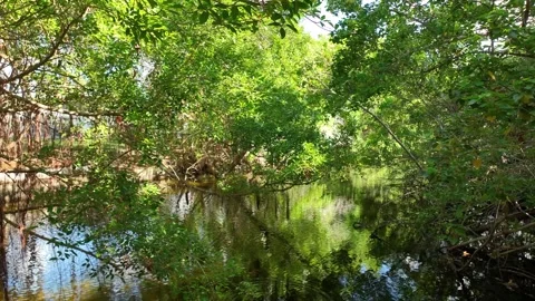 A creek in nature Stock Footage 288095336
