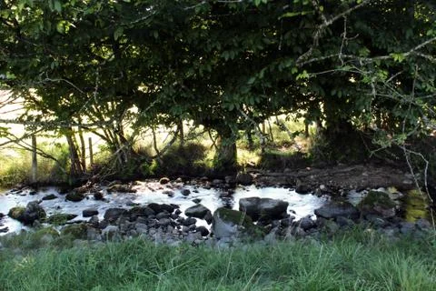 Creek with old trees between meadows Fotos de archivo