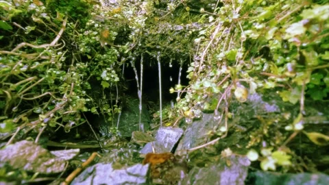 Creek or spring with tiny waterfalls in mountain forest - loop video Stock Footage 237720586