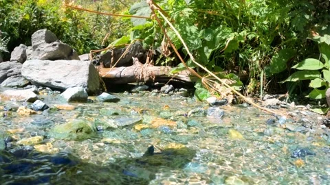 Creek or spring with tiny waterfalls in mountain ridge forest - loop video Video stock 242707808