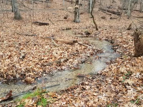 Creek or stream with fallen leaves in forest or woods Stock Photos
