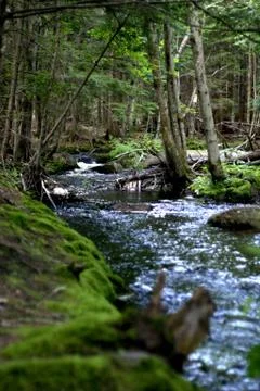 Creek 写真素材