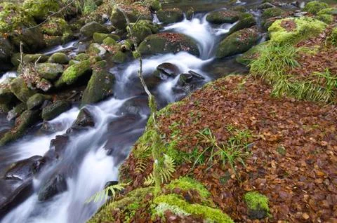 Creek Stock Photos