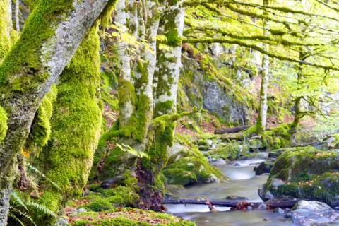 Creek Stock Photos