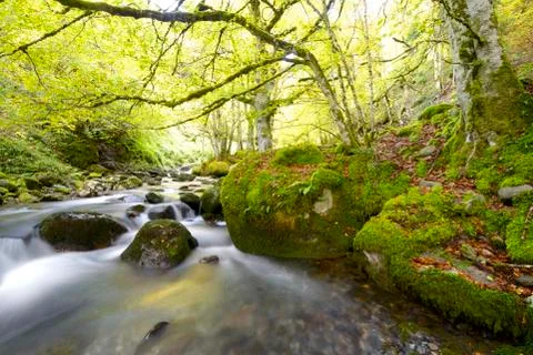 Creek Stock Photos