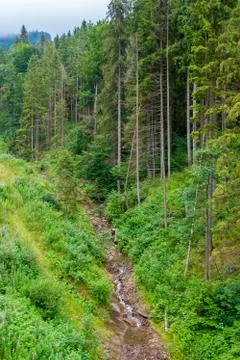 Creek in a pine forest Stock Photos