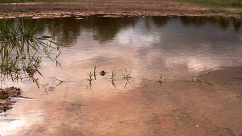 Creek, Pond, Earth Reflections ( Wind Blowing, Puddles) Video stock 172466980