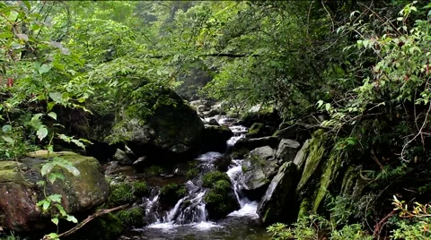 The creek in the primitive forest Stock-Footage 41461919
