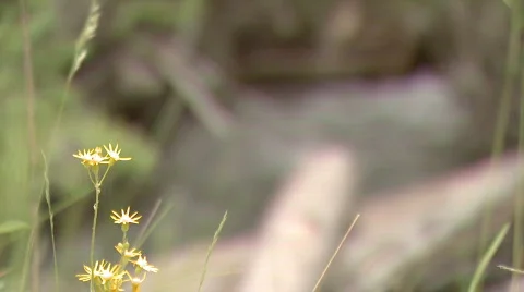 Creek rack focus. Video stock 110556