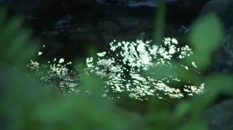 Creek rack focus to plants Stock Footage 23390727