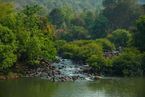 Creek in rainforest Stock Photos