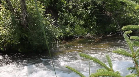 Creek rapids in a forest Stock Footage 40341930