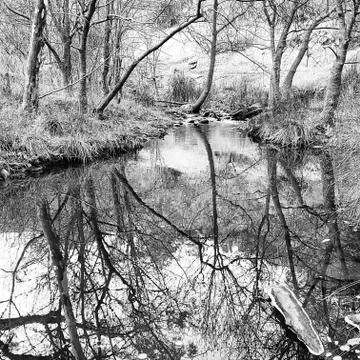 Creek reflections Stock Photos