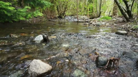 Creek river Stock Footage 10895329