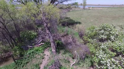 Creek Run up over Tree Bird reveal 4K Stock Footage 78260636