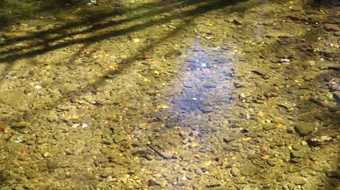 Creek running over pebbles.mp4 Video stock 57824897