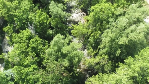 Creek running under trees - Drone camera moves back Video stock 134829297