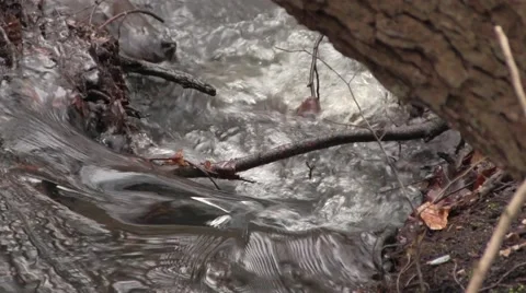 Creek with running water Stock Footage 47991712