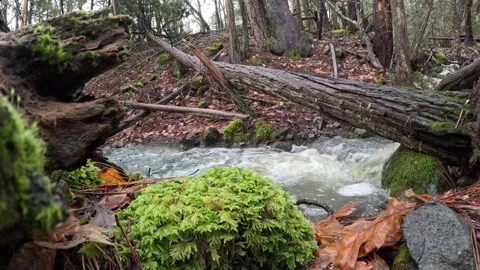 Creek Running Water Stock Footage 296920587