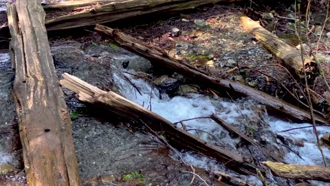 Creek Running Water Through The Fallen Logs. 4k. Stock Footage 152345697