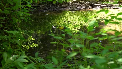 Creek runs through the forest Stock Footage 92743080