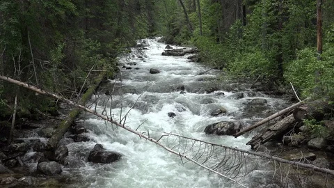 Creek Rushing Through Selway-Bitterroot Wilderness Area in Montana Stock Footage 92898442