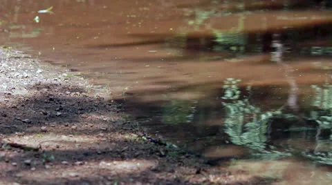 Creek Shore Stock Footage 25237221