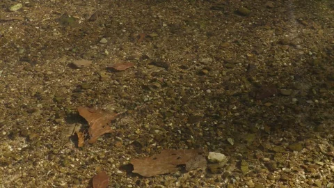 Creek with soft current, crystal clear water Stock Footage 106780215