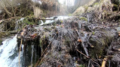 Creek in a spring forest Stock Footage 95022304