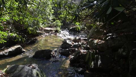 Creek Stream Gently Flows in the Mountains of Tennessee. Stock Footage 143227765