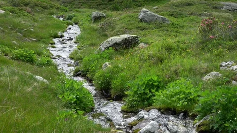 Creek stream in the nature Stock Footage 83007656