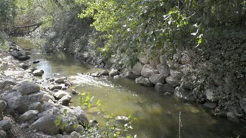 Creek in summer Stock Footage 77304799