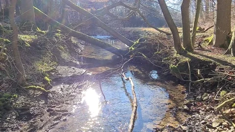 Creek in sunshine in forest Stock Footage 151652628