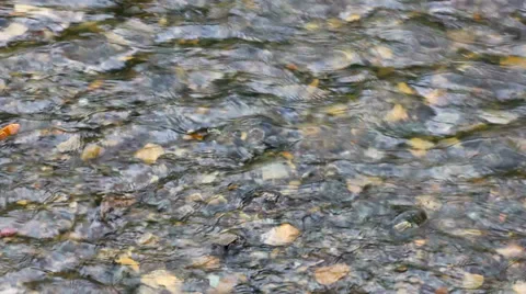 Creek surface Stock Footage 38020023