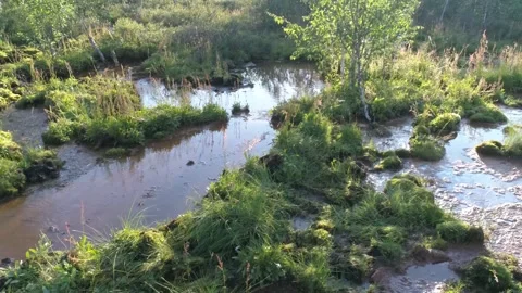 Creek in the swamp in Siberia Stock Footage 282916714