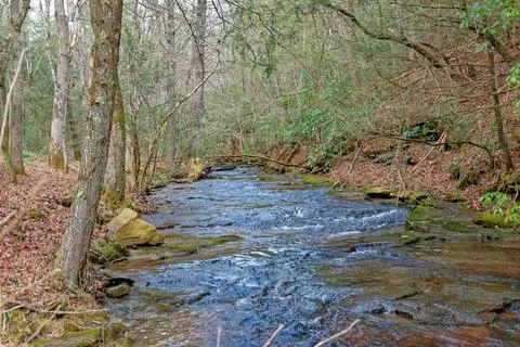 Creek through the forest Stock Photos