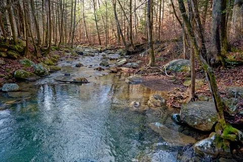 Creek through the forest Foto stock