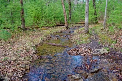 Creek through the pine forest Foto stock