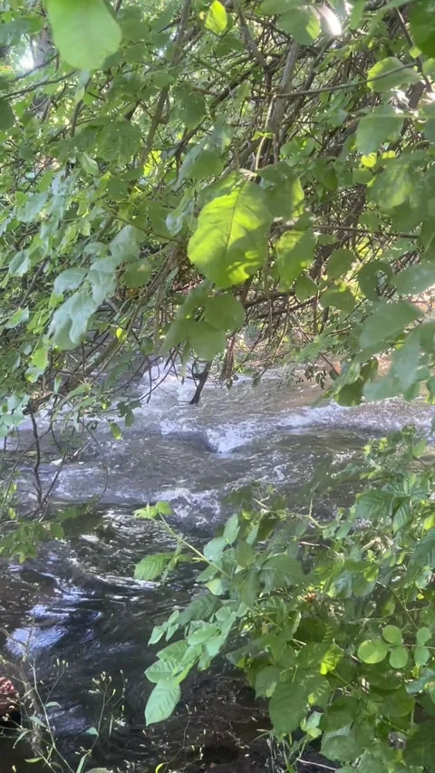 Creek with tiny rapids Stock Footage 337210346