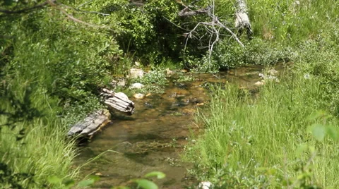 Creek trickles through the brush Stock Footage 40357941