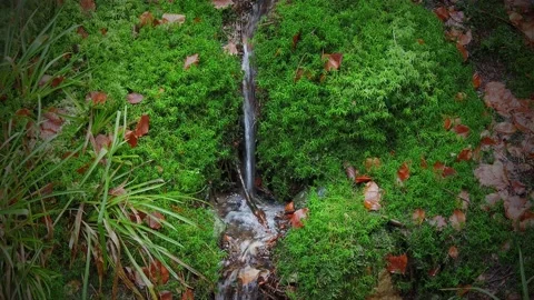 The creek in the wald Stock Footage 132296765