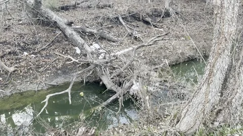 Creek Water with Branches and Rocks Stock Footage 344601375
