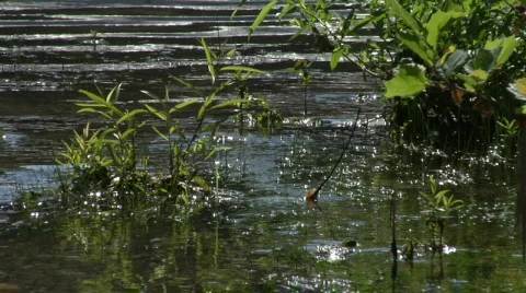 Creek Water with Reflection Stock Footage 302962