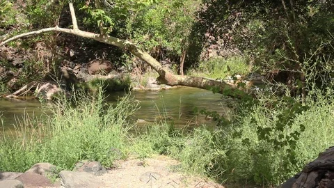 Creek Waters Moving Gently by Flora Stock Footage 78034864