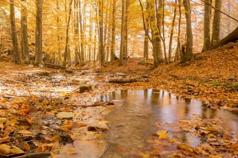 Creek in the woods and trees Stock Footage 81626256