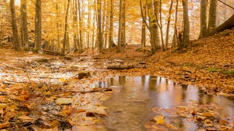 Creek in the woods and trees Stock-Footage 83620011