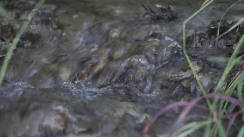 Creek in the woods close-up Stock Footage 71274209
